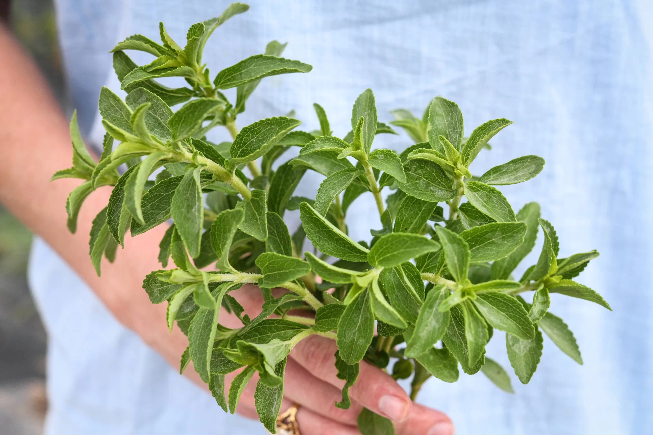Stevia_HB175_LSS_DSC_0622